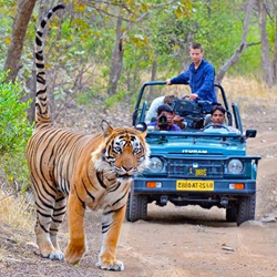 Jungle Safari Tours